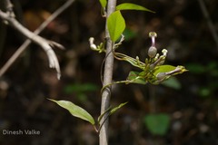Ceropegia candelabrum var. candelabrum